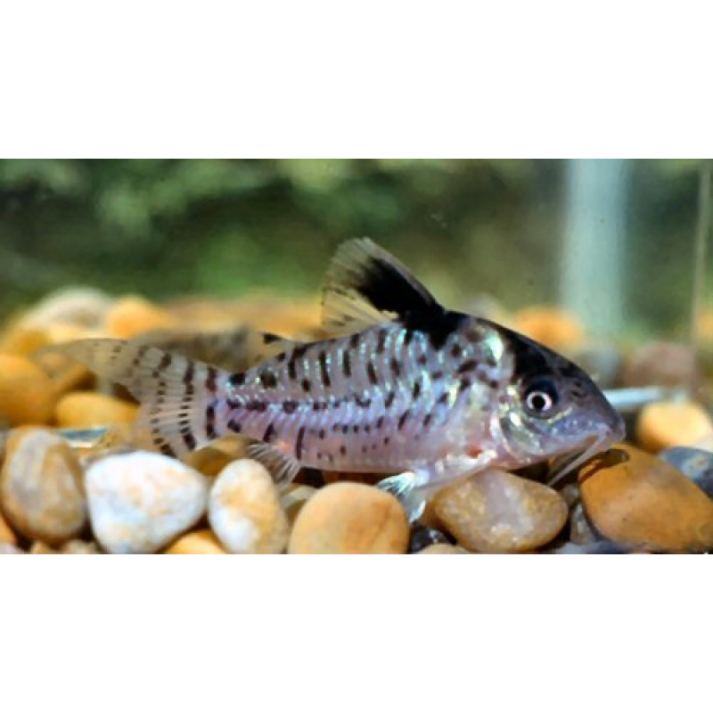 Corydoras Leucomelas 2-3cm